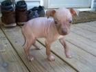American hairless terrier Welpen